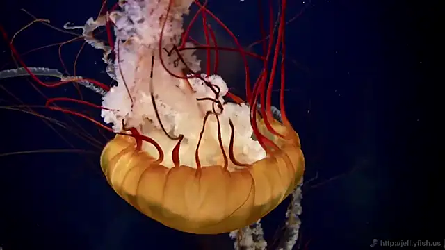 streamy test11 online show from 12-04-25, 01:42