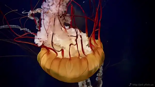 Snapshot of streamy_test11 chatting on 04-28-26, 10:20 streamy test11 online show from 04-28-26, 10:20