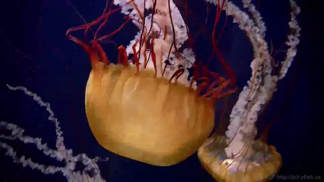 streamy test12 online show from 12-24-24, 08:11