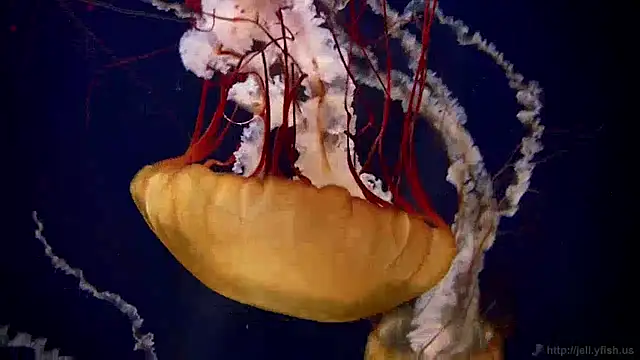 streamy test12 online show from 12-30-24, 08:10