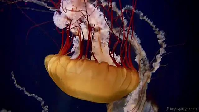 streamy test12 online show from 02-04-25, 08:13