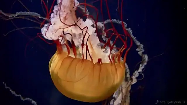 streamy test12 online show from 10-02-25, 08:21