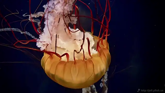 streamy test12 online show from 10-21-25, 07:42