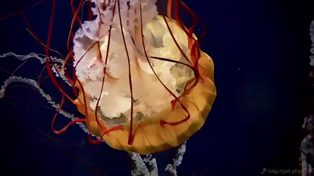 streamy test12 online show from 10-22-25, 08:36