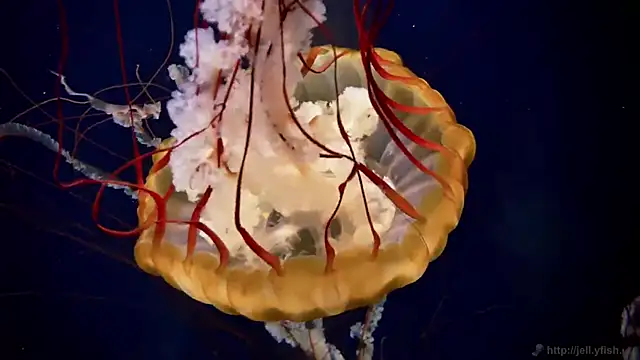 streamy test12 online show from 12-17-25, 09:59