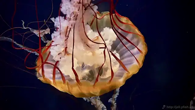 streamy test12 online show from 02-24-26, 01:31