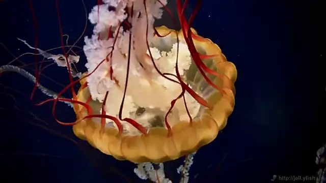 streamy test12 online show from 03-05-26, 09:16