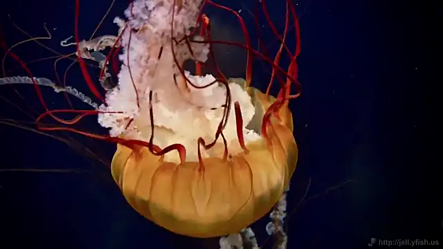 streamy test12 online show from 03-23-26, 10:08