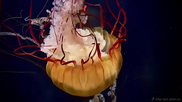 streamy test12 online show from 04-07-26, 09:32