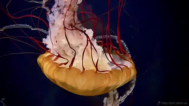 streamy test12 online show from 04-21-26, 01:17