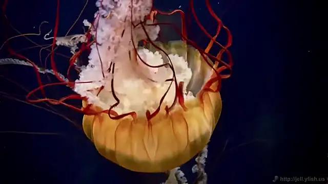 streamy test13 online show from 09-09-25, 08:25