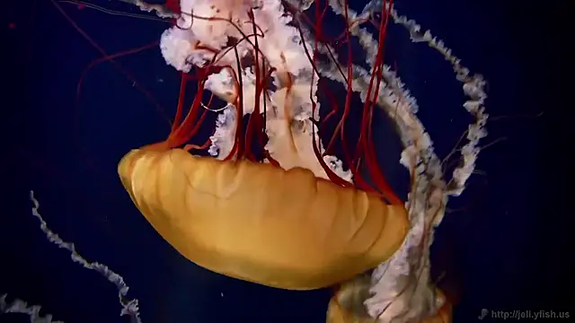 streamy test15 online show from 11-11-25, 05:24