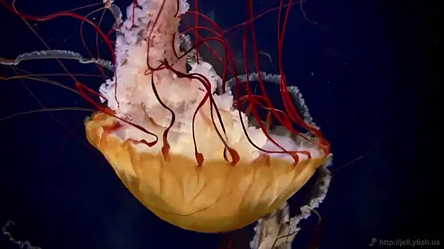 streamy test15 online show from 11-13-25, 11:53