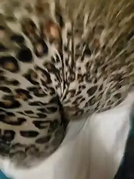 Snapshot of Cameltoekilla chatting on 01-17-25, 02:08 Cameltoekilla online show from 01-17-25, 02:08