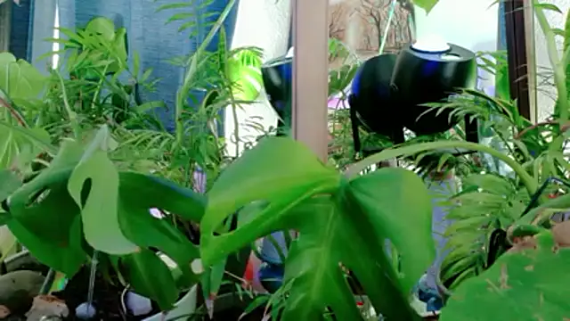 NinasNylonz online show from 04-27-26, 11:47