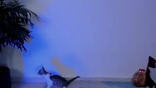 wendymoah online show from 12-17-24, 03:28