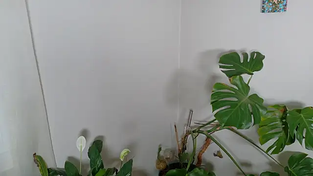 MistressKatie13xxx online show from 01-15-26, 09:29