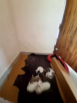 inba99tamil online show from 09-18-25, 06:37