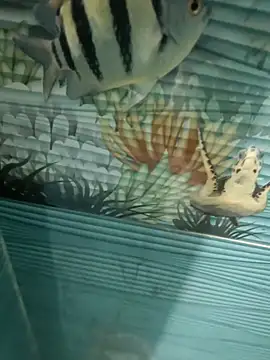 Snapshot of Mr_joh chatting on 11-07-25, 06:02 Mr joh online show from 11-07-25, 06:02