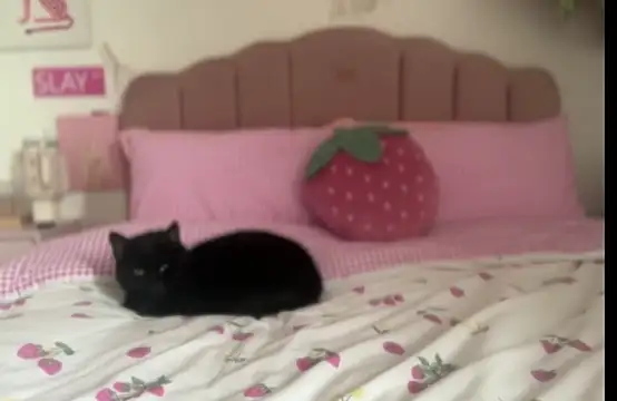 pinkie piexx online show from 02-14-25, 12:14