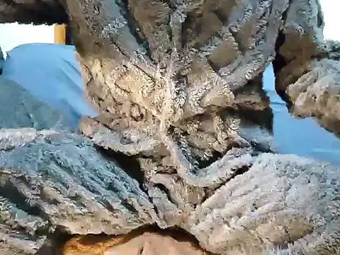 creamlive97 online show from 12-30-24, 12:42