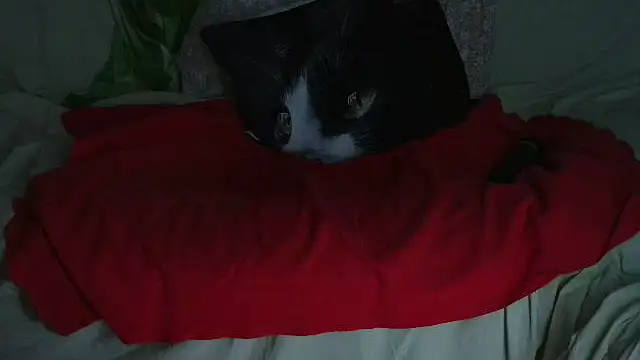 VeneRed online show from 09-21-25, 09:49