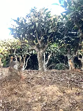 Snapshot of ShroveRising chatting on 01-17-26, 10:20 ShroveRising online show from 01-17-26, 10:20