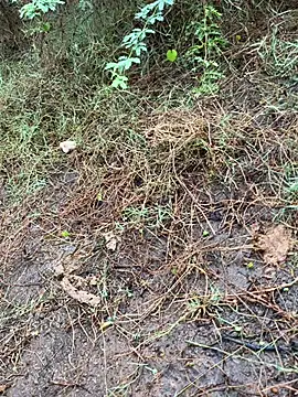 tamil000000 online show from 03-13-25, 01:43