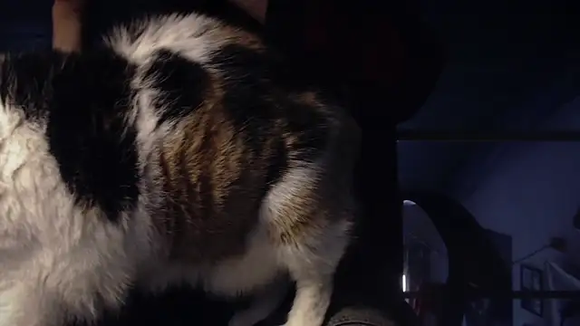 Snapshot of contemptumundi888 chatting on 01-18-25, 11:11 contemptumundi888 online show from 01-18-25, 11:11