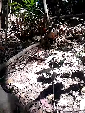 subaru8291 online show from 11-05-25, 03:50