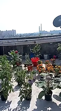 Snapshot of Sneha_gril chatting on 02-08-25, 07:37 Sneha gril online show from 02-08-25, 07:37
