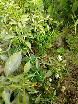 sweet suman online show from 01-15-25, 10:38