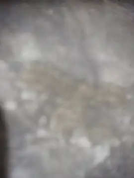 Snapshot of Feeroo11 chatting on 04-16-26, 04:41 Feeroo11 online show from 04-16-26, 04:41