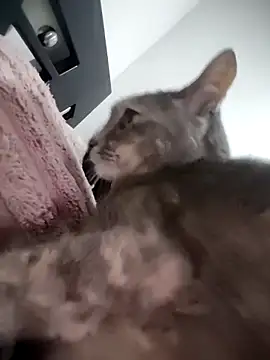 Snapshot of mialorents chatting on 11-23-25, 06:52 mialorents online show from 11-23-25, 06:52