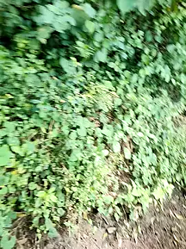 himvilohi08 online show from 10-02-25, 05:14