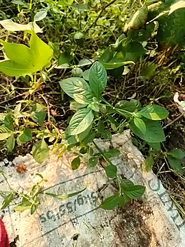 himvilohi08 online show from 10-21-25, 10:49