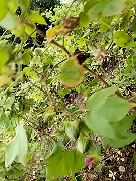 himvilohi08 online show from 10-24-25, 11:50