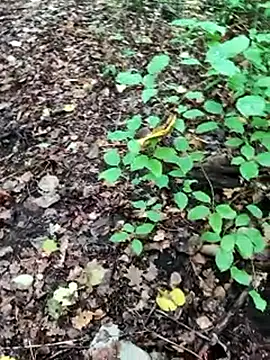 Snapshot of BigLakii@xh chatting on 10-08-25, 06:55 BigLakiixh online show from 10-08-25, 06:55