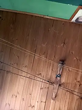 Ridick2025 online show from 11-15-25, 05:20