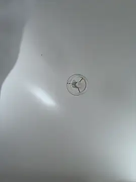 Snapshot of Desire-XOXOX chatting on 09-25-25, 10:41 Desire-XOXOX online show from 09-25-25, 10:41