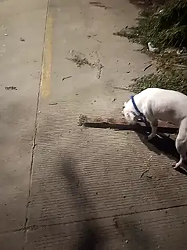 Frank0021 online show from 12-14-25, 01:33