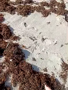 sarahkat86 online show from 10-09-25, 01:09