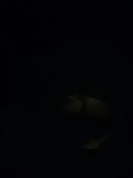 Snapshot of shakeweight chatting on 11-18-25, 07:02 shakeweight online show from 11-18-25, 07:02