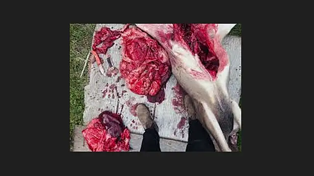 lisabaus online show from 04-12-26, 01:10