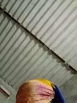 Payal950 online show from 01-17-26, 01:32