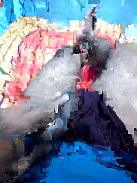 Hyd-bad-boy-25 online show from 09-27-25, 05:56