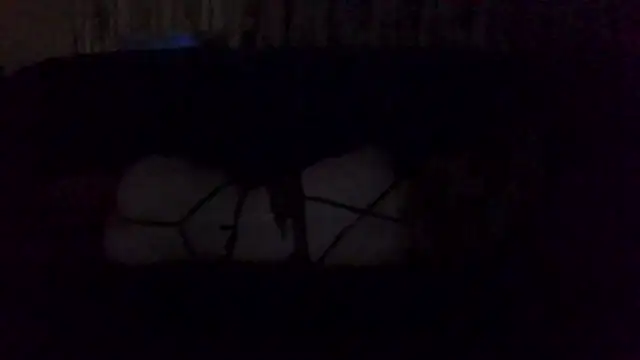 Rupoles online show from 11-01-25, 01:13