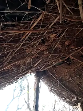 Janvi Jaitly online show from 12-05-25, 01:25