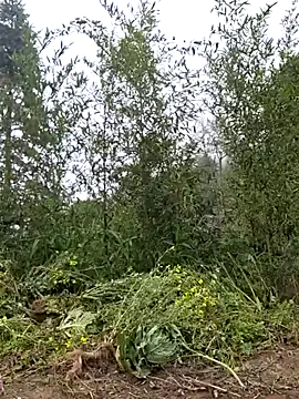 miomio-12 online show from 03-25-26, 03:56