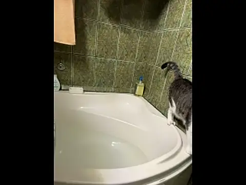 Snapshot of COBRAboySEX@xh chatting on 02-08-26, 08:51 COBRAboySEXxh online show from 02-08-26, 08:51